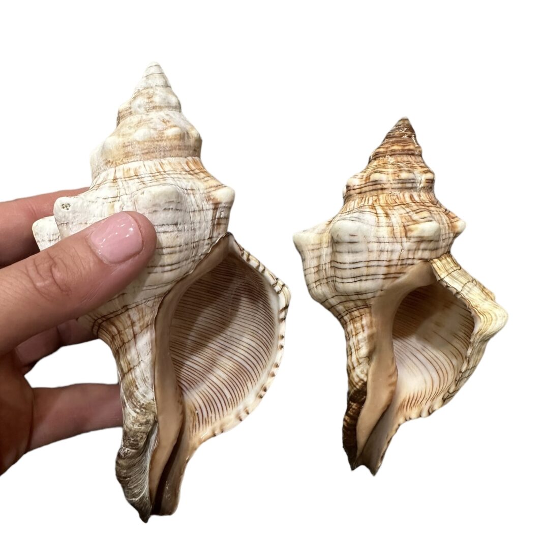 Trapezium Shell - Large & Medium - Image 4