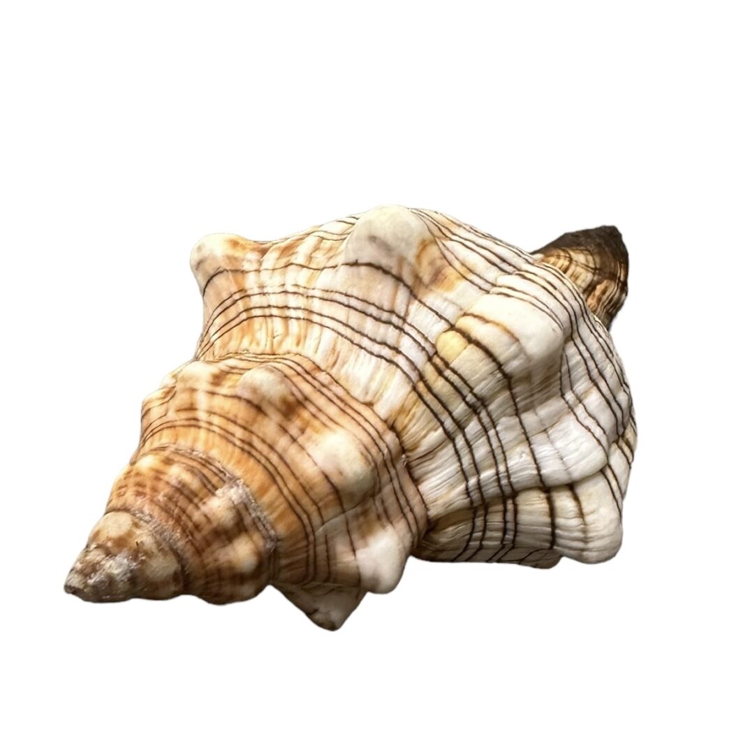 Trapezium Shell - Large & Medium - Image 3