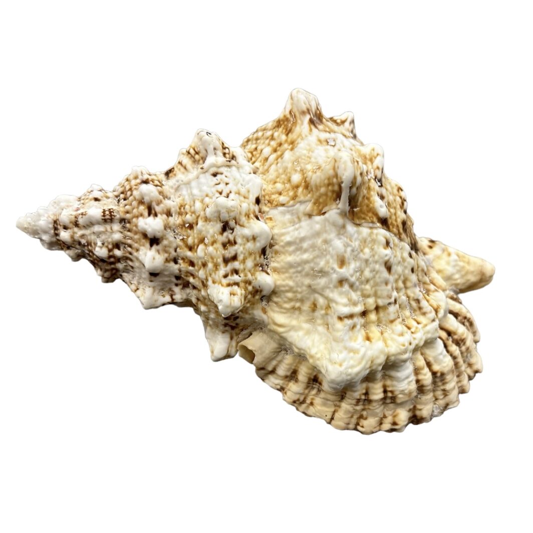 Bursa Boa Shell - Image 2