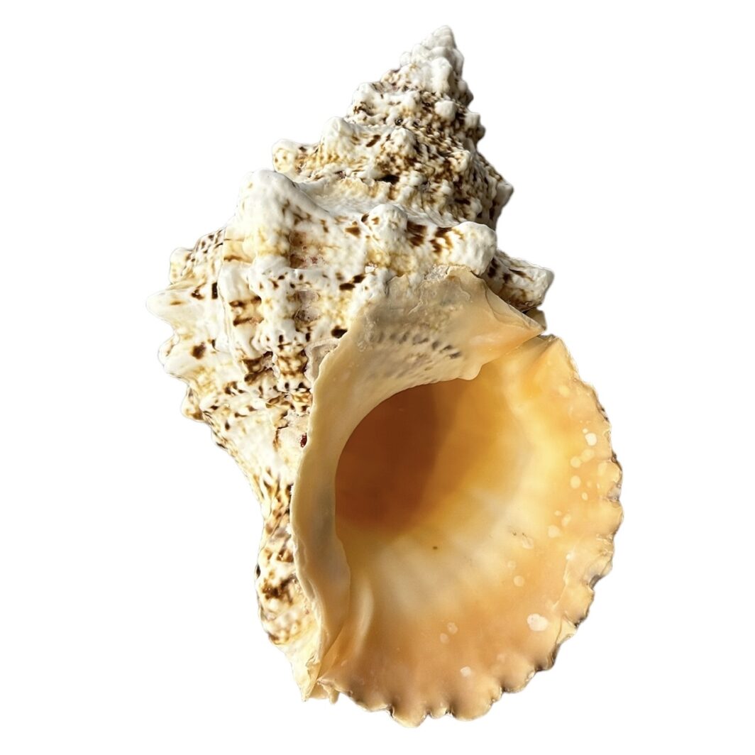 Bursa Boa Shell - Image 3