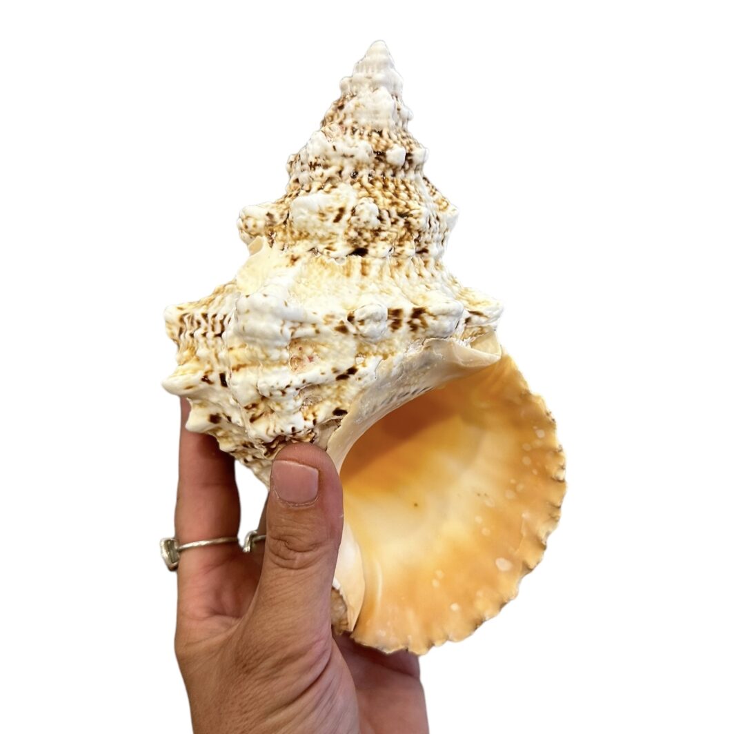 Bursa Boa Shell