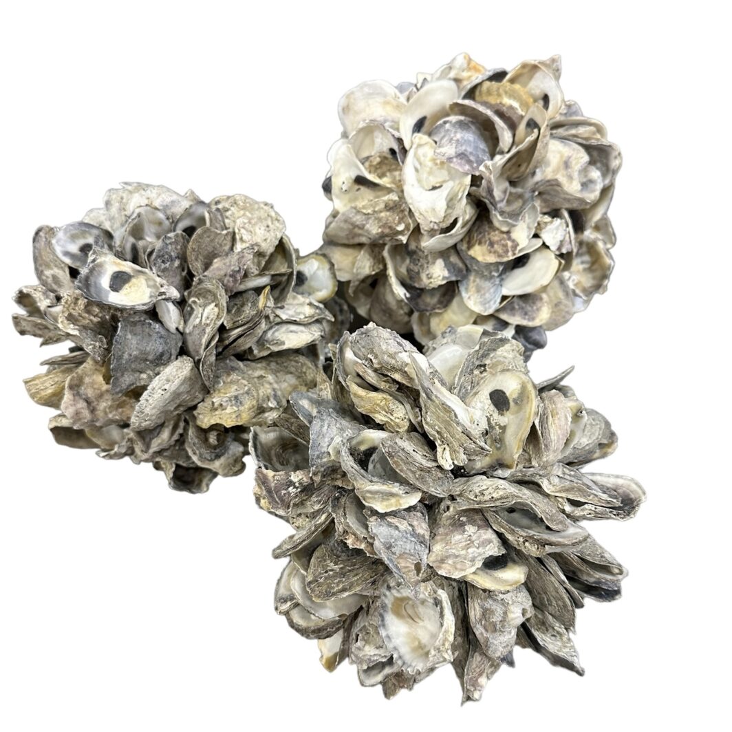 Oyster Clusters - Image 4