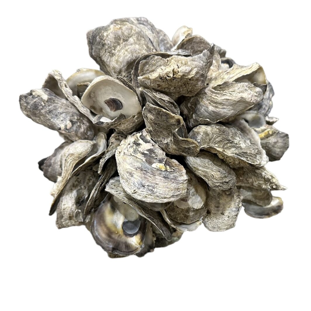 Oyster Clusters - Image 2