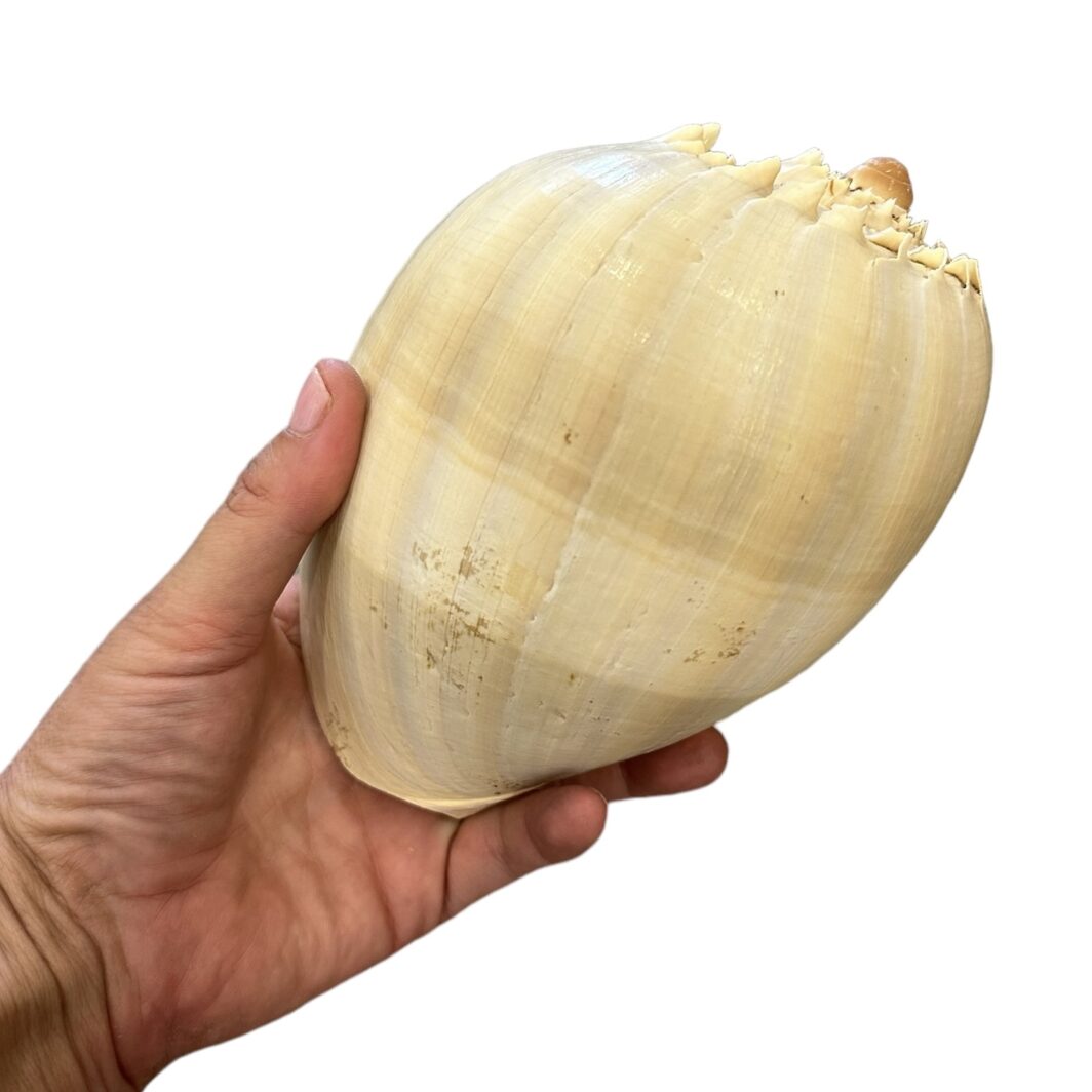 Melo Diadiram Shell - Image 3