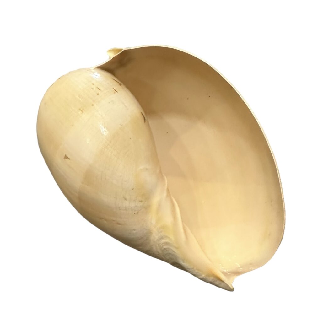 Melo Diadiram Shell - Image 4