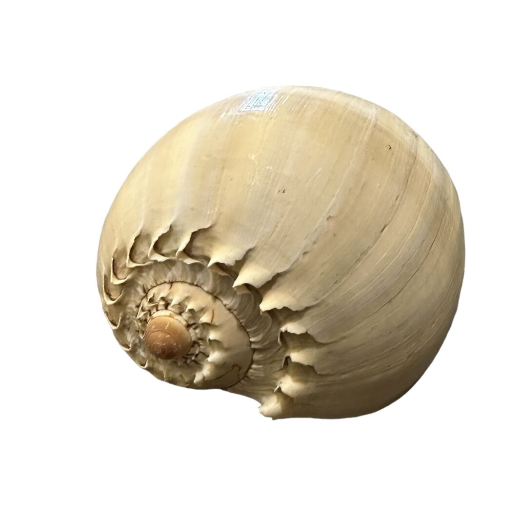 Melo Diadiram Shell